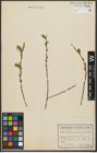 Foto von Salix purpurea L. x Salix viminalis L.
